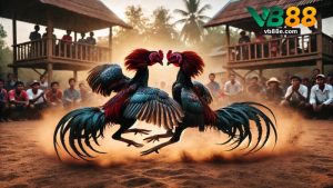 Đá Gà Thomo Vb88
